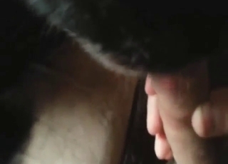 Zoo porn shows a black dog licking a guy's dick