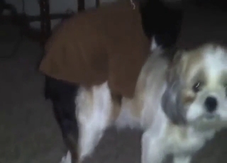 Dog-on-dog fucking with two sexy animals