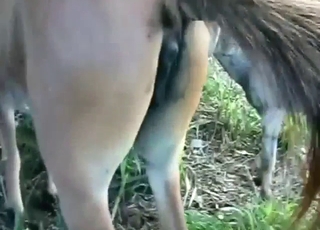 Horse with a wet pussy gets fucked by donkey