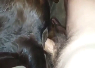Calf is going to get ripped apart by a hot guy