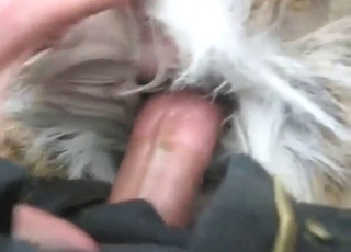 Nice fuck with a guy who knows how to fuck deer