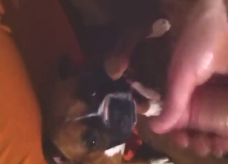 Slutty boxer dog is going to take his hot semen