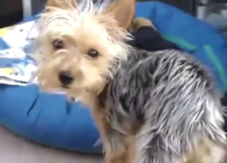 Yorkie zoo porn XXX with dry humping and more