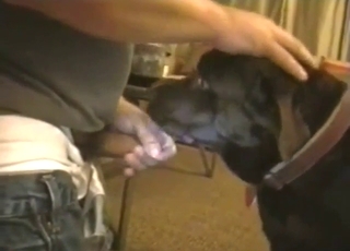 Doggystyle bestiality sex with a sexy brown dog