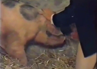 Pig-fucking older guy also seduces a lady