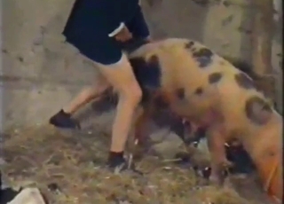 Pig-fucking older guy also seduces a lady