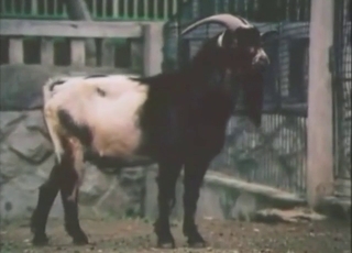 Goat bestiality sex with vintage beasts CUMMING