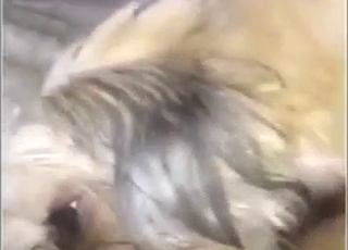 Oral zoophile porn with close-up licking