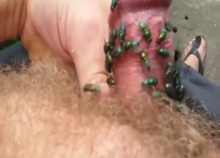 Amazing zoo XXX with flies massaging cock