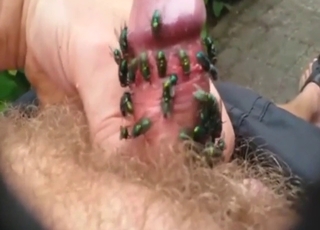 Amazing zoo XXX with flies massaging cock