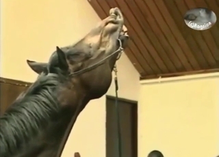 Zoophiles oversee zoo XXX with two horses
