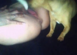 Foreplay in bestiality sex with a sexy doggo