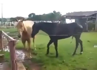 Every zoophile turns into a voyeur for horses