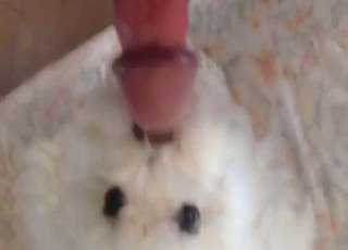 White dog looks sexy while licking his peen