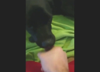 Hard-dicked dude is going to feed his cock to dog