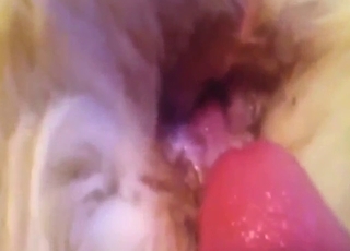 Horny men have a thing for Golden Retrievers