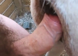 Donkey hole fuck with lots of incredible close-ups