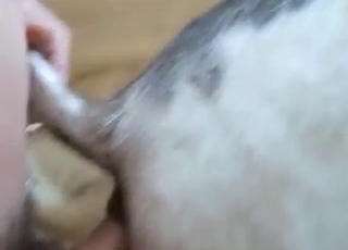 Donkey hole fuck with lots of incredible close-ups