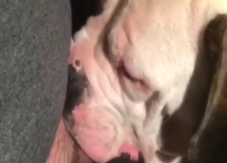 Dog with black and white fur sucks nice dick