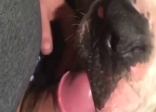 Dog with black and white fur sucks nice dick