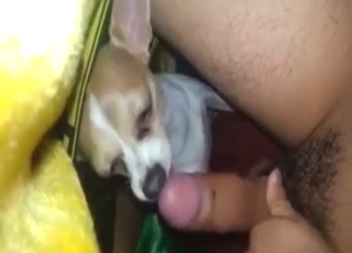 Licking session with a dog that works hard
