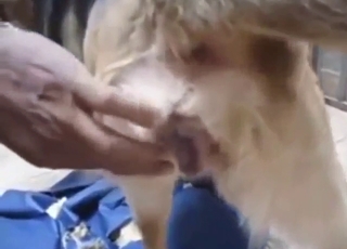 No-protection fuck with a guy and his sexy dog