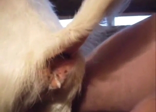 Slutty goat with a tasty pussy fucked by a guy
