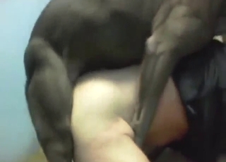 Big dick grey dog punishing his asshole