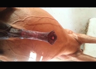The large penis of a stallion looks like a delicious treat