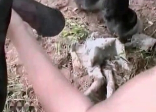 Doggy's dick sucked good by a zoophile fuckslut