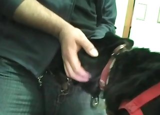 Animal is getting brutally fucked by a filthy dude