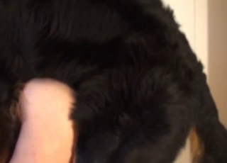 Sexy black doggy is enjoying intensive bestiality