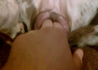 Passionate bestiality action for a fellow fingering an animal