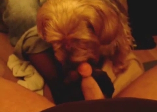 Blowjob i POV-tilstand for en hotdog