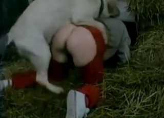 White pupper knows how to bang a human pussy