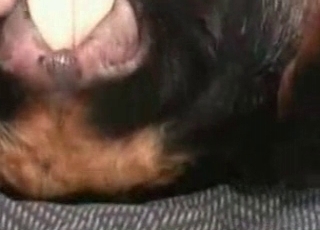 Zoophile takes the bestiality virginity of a dog