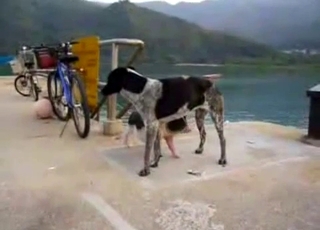 Small and young dog fucks a big aggressive beast