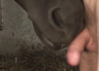 Hot mare is giving a blowjob to a horny zoophile