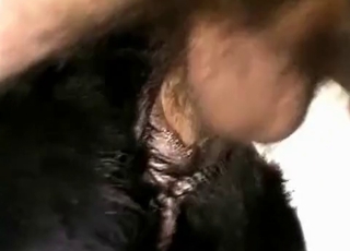 Sexy horse in the awesome bestiality action