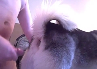 Shepherd is really enjoying bestiality sex action