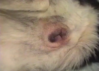 Sexy anal destruction in a bestiality movie