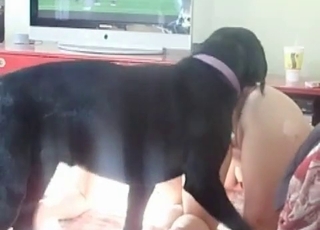 A pair of zoophiles has some naughty fun with a dog