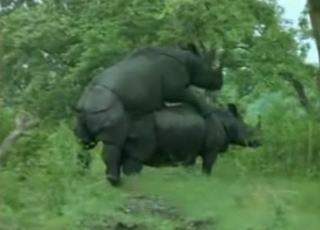 Amazingly intense bestiality in this compilation