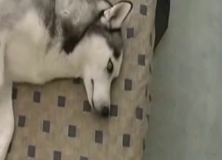 Dirty zoophile wants to totally bang a hot Husky