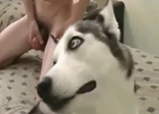 Dirty zoophile wants to totally bang a hot Husky