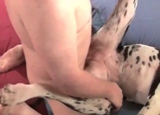 Dalmatian is used for sex in missionary position