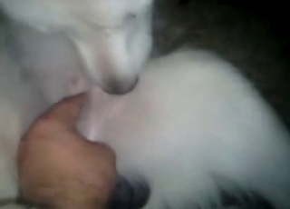Trained white doggy is enjoying bestiality XXX