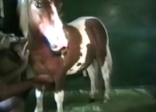 Stallion with spots on really likes to show off how kinky it is