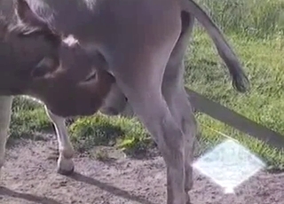 Mules are enjoying intensive bestiality sex so much