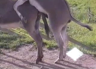Mules are enjoying intensive bestiality sex so much